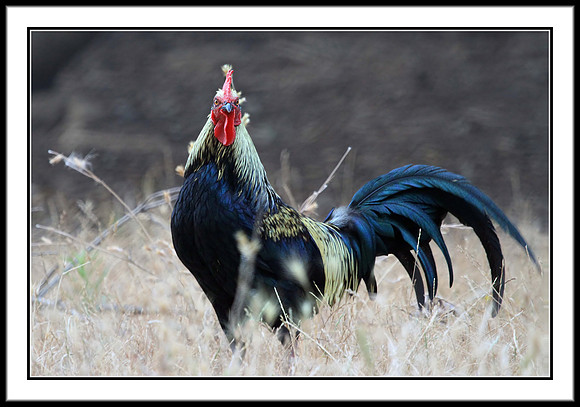 Red Junglefowl (male)
