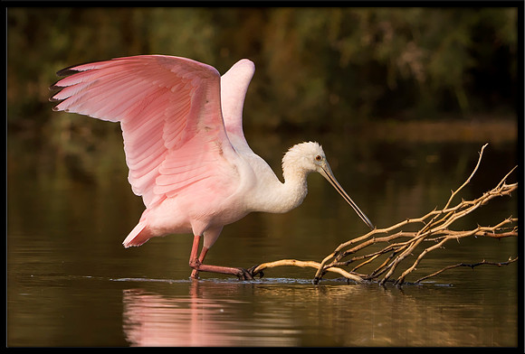 Roseate Spoonbill