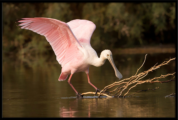 Roseate Spoonbill