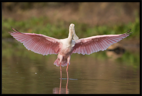 Roseate Spoonbill