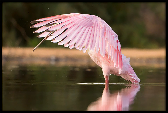 Roseate Spoonbill