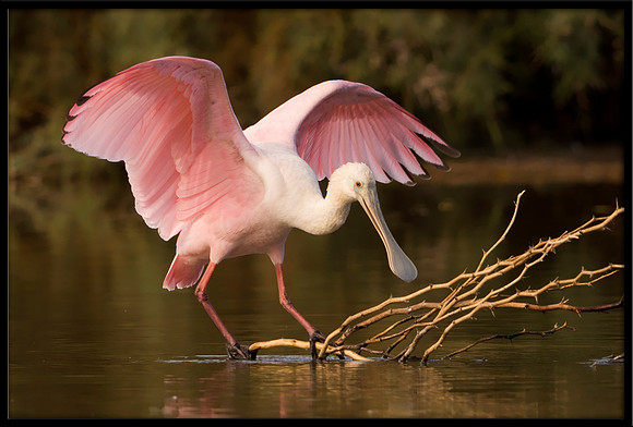 Roseate Spoonbill