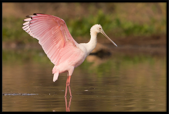 Roseate Spoonbill