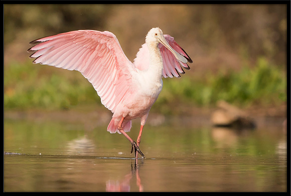 Roseate Spoonbill