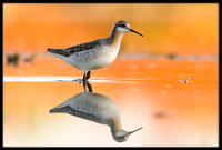 Wilson's Phalarope