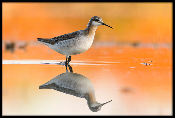 Wilson's Phalarope