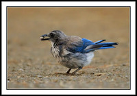 Scrub Jay
