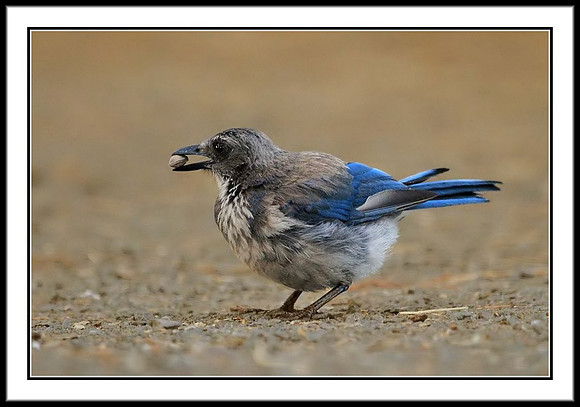 Scrub Jay