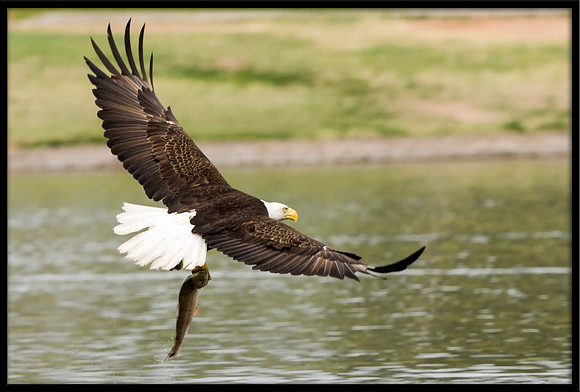 Bald Eagle