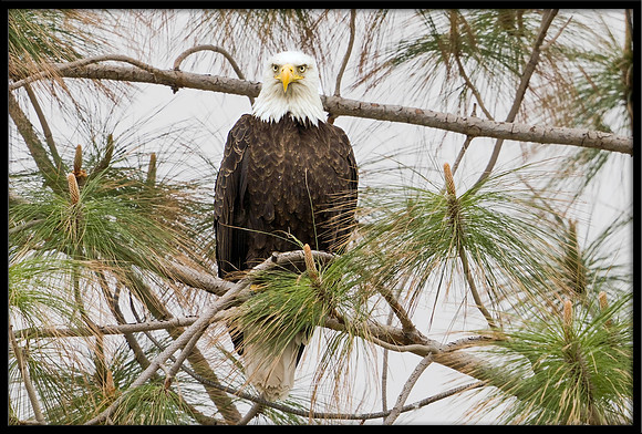 Bald Eagle