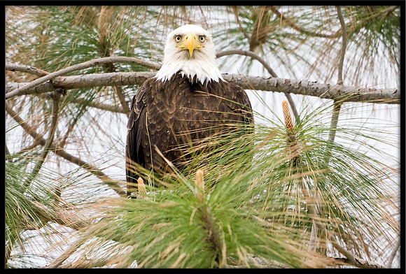 Bald Eagle