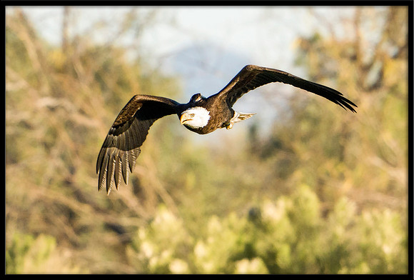 Bald Eagle