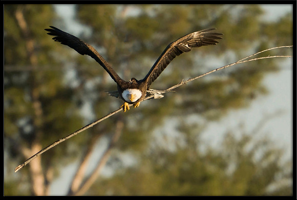 Bald Eagle with nesting material