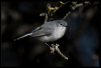 Blue-grey Gnatcatcher