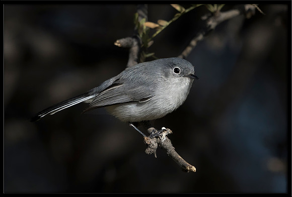Blue-grey Gnatcatcher