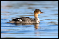 Red-breasted Mergansers