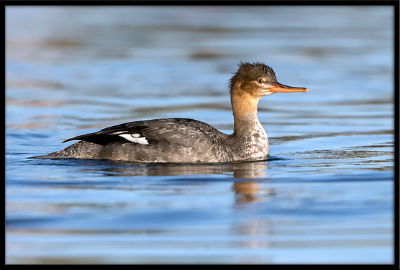 Red-breasted Merganser (f)