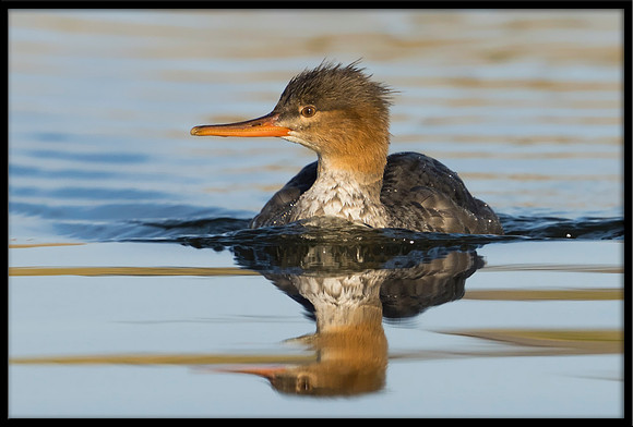 Red-breasted Merganser (f)
