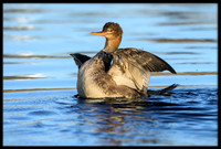Red-breasted Merganser (f)