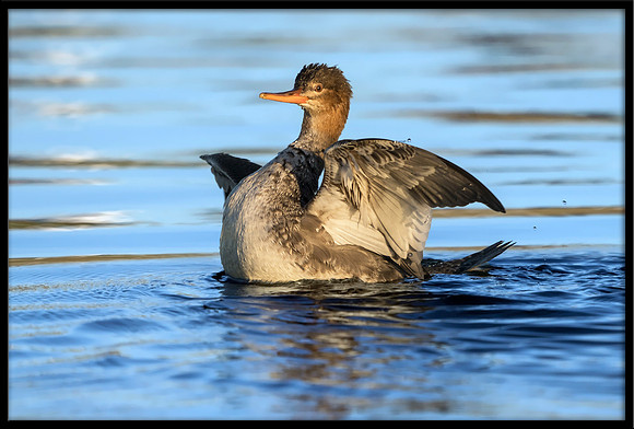 Red-breasted Merganser (f)