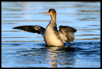 Red-breasted Merganser (f)