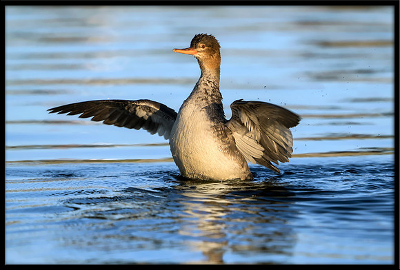 Red-breasted Merganser (f)