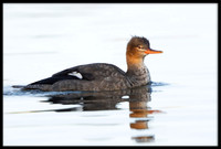 Red-breasted Merganser (f)