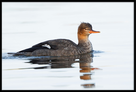 Red-breasted Merganser (f)