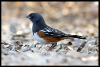 Spotted Towhee