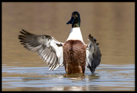 Northern Shoveler