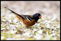 Spotted Towhee