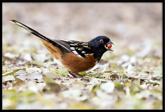 Spotted Towhee