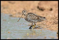 Wilson's Snipe