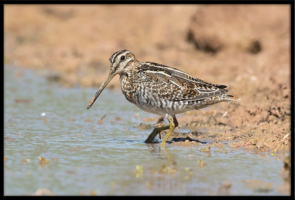 Wilson's Snipe