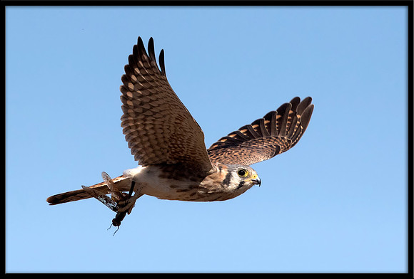 Kestrel With Dragonfly