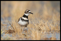 Killdeer