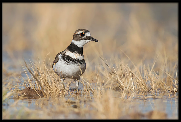 Killdeer