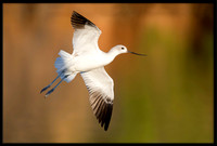 American Avocet