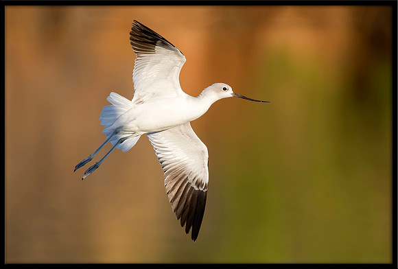 Avocet