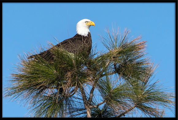 Bald Eagle