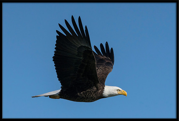 Bald Eagle