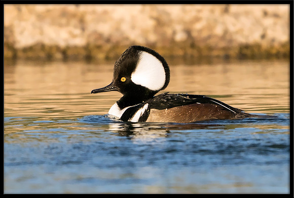 Hooded Merganser