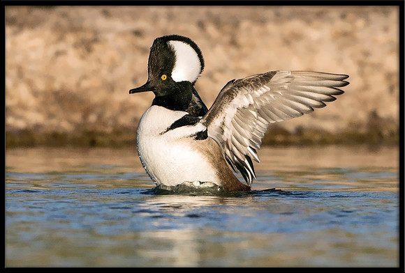 Hooded Merganser
