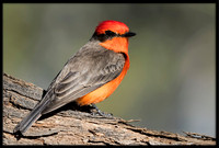 Vermilion Flycatcher