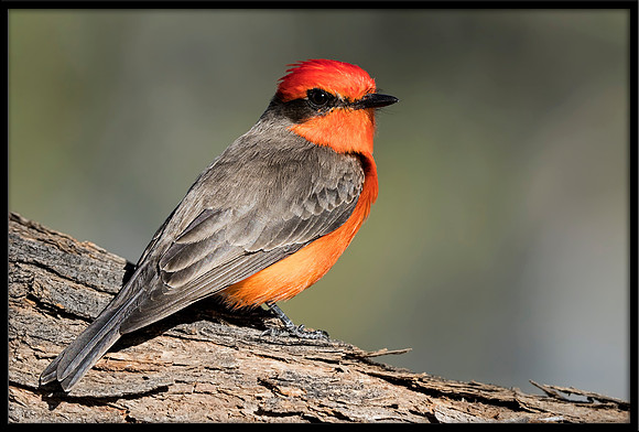Vermilion Flycatcher