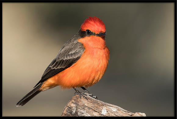 Vermilion Flycatcher