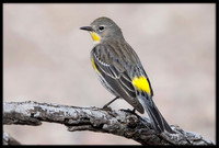 Yellow-rumped Warbler
