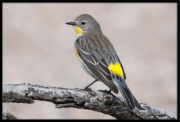 Yellow-rumped Warbler