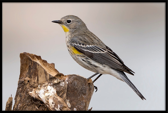 Yellow-rumped Warbler
