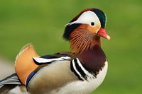 Mandarin Duck